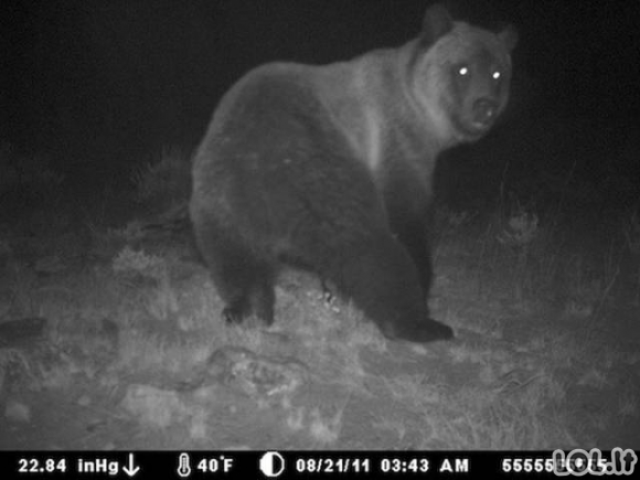 Paslėptos kameros fiksuoja juokingus gyvūnus