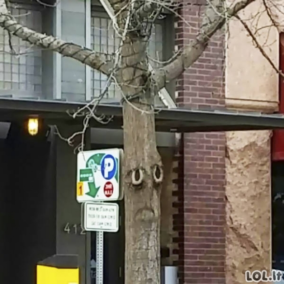 Ar čia tikrai medžiai?