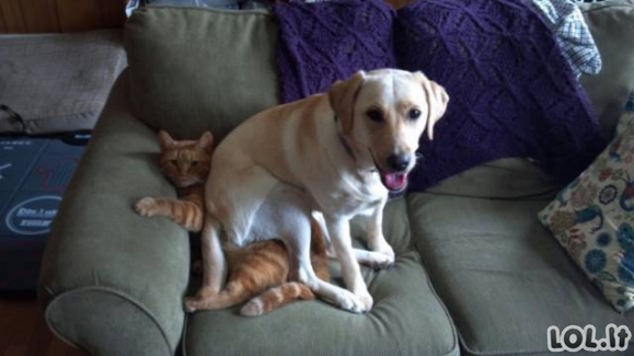 Katės ir šunys vienuose namuose