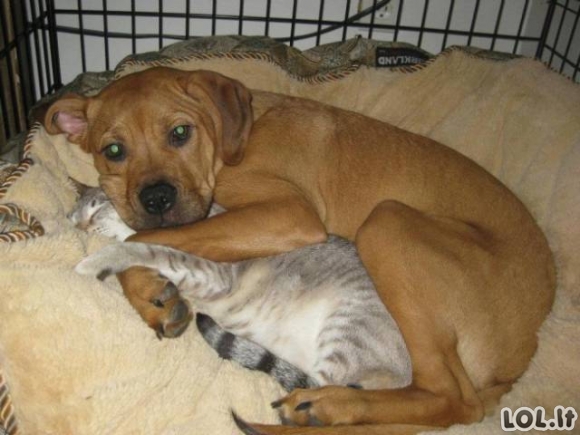 Katės ir šunys vienuose namuose