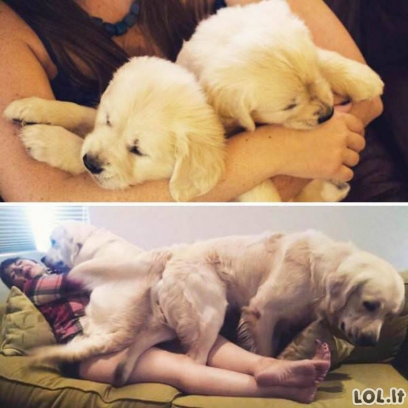 Nuo mažo šuniuko iki didelio šuns [GALERIJA]
