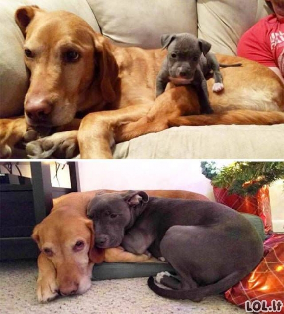 Nuo mažo šuniuko iki didelio šuns [GALERIJA]