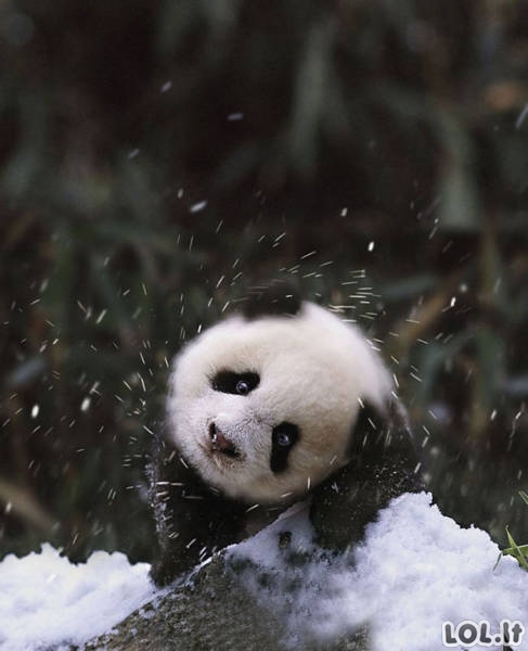 Gyvūnai pirmą kartą pamato sniegą