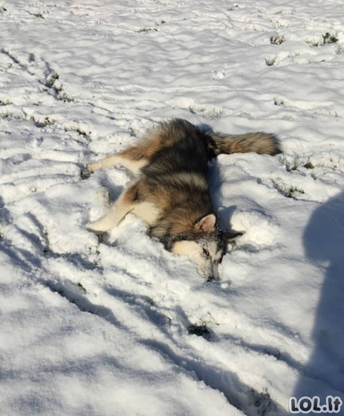 Gyvūnai pirmą kartą pamato sniegą