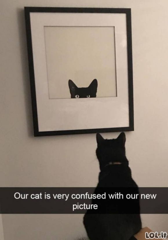 Juokingų kačių galerija
