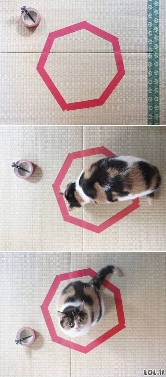 Katės ir geometrija [GALERIJA]