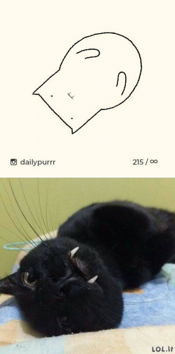 Kvaili katinų piešiniai ir jų realios nuotraukos [25 nuotraukos]