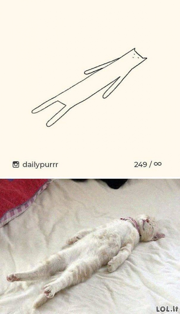 Kvaili katinų piešiniai ir jų realios nuotraukos [25 nuotraukos]