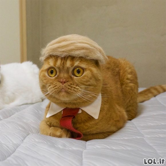 Katinai su Donaldo Trampo šukuosenomis (20 nuotraukų)