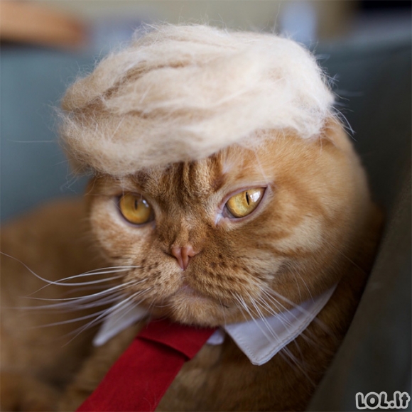 Katinai su Donaldo Trampo šukuosenomis (20 nuotraukų)