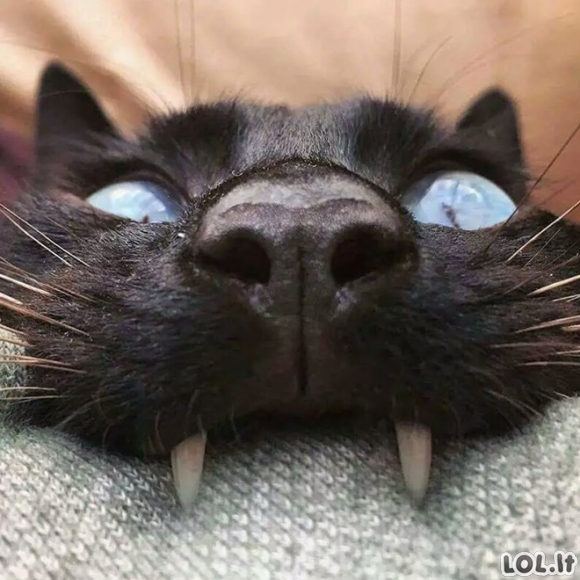 Katinai - vampyrai (18 nuotraukų)