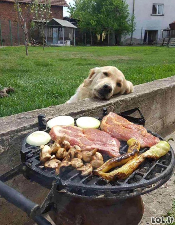 Šunys ir jų didžiulė meilė maistui (21 nuotrauka)