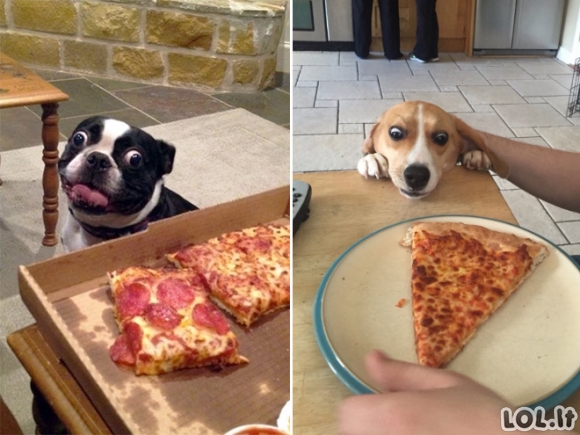 Šunys ir jų didžiulė meilė maistui (21 nuotrauka)