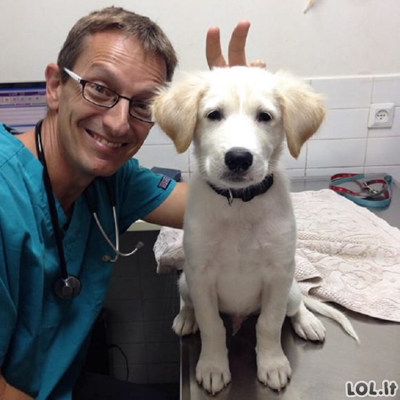 Mieli gyvūnai veterinarijos klinikose (20 nuotraukų)