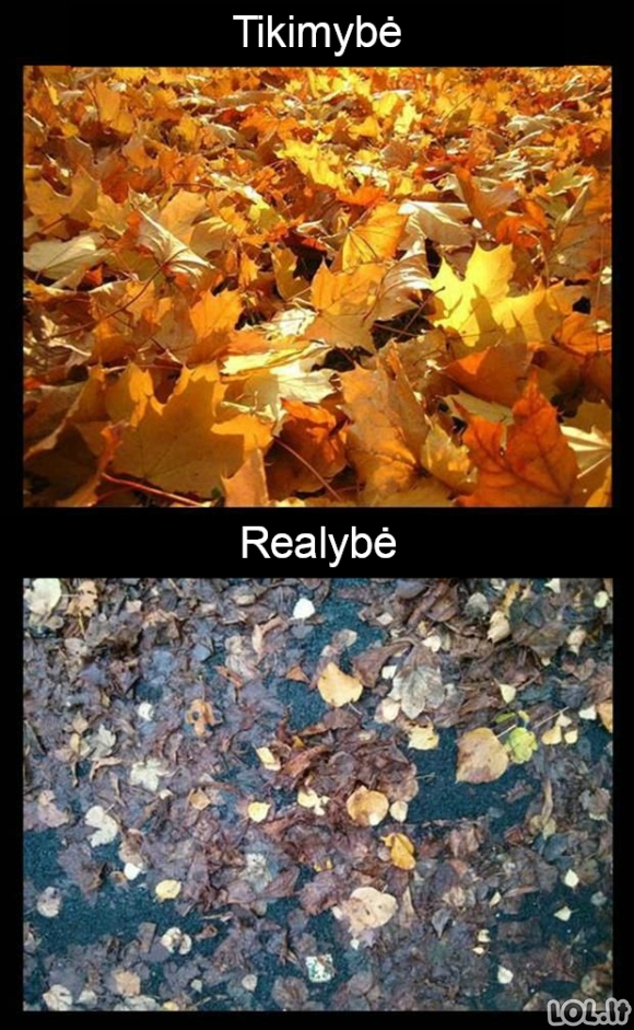 Medžių lapai