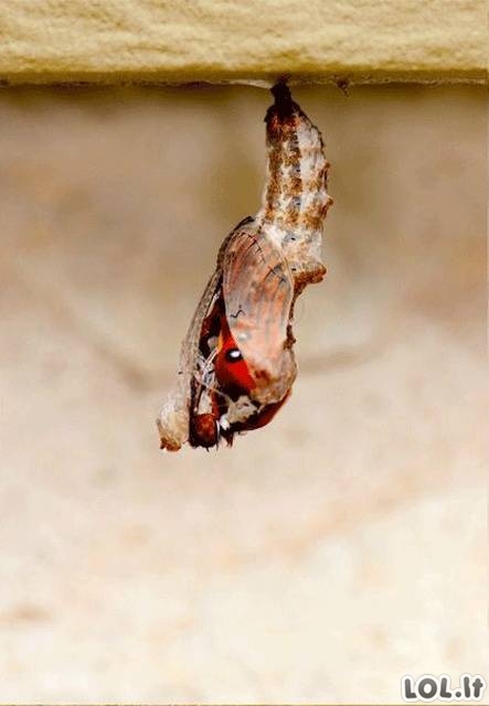 Kaip gimsta drugelis (10 foto)