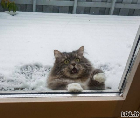 Katinai ir sniegas - du nesuderinami dalykai (24 paveikslėliai)