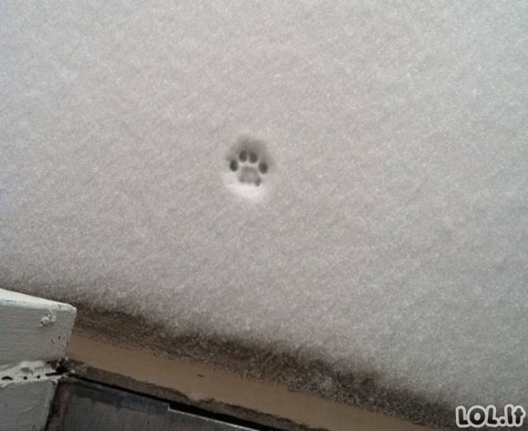 Katinai ir sniegas - du nesuderinami dalykai (24 paveikslėliai)