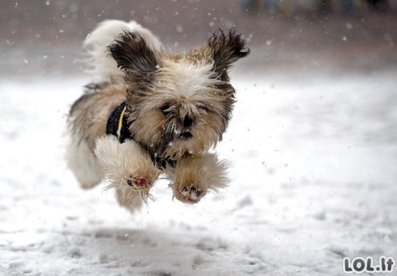 Smagiausios gyvūnų reakcijos į sniegą [GALERIJA]