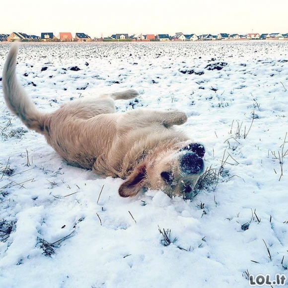 Smagiausios gyvūnų reakcijos į sniegą (44 nuotraukos) Smagiausios gyvūnų reakcijos į sniegą (44 nuotraukos)
