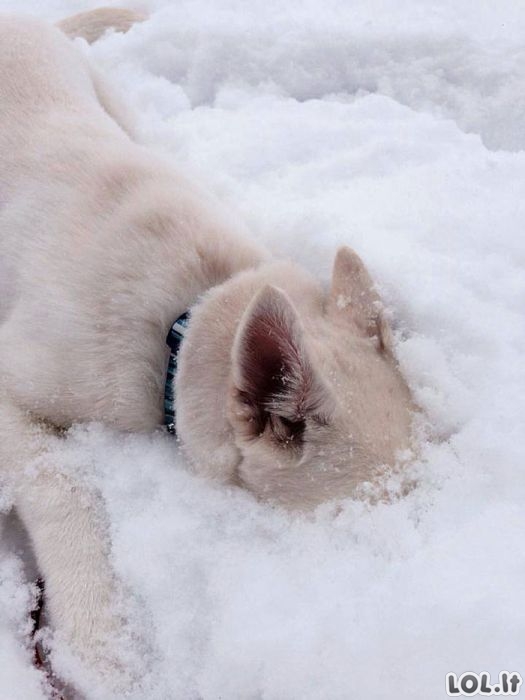 Smagiausios gyvūnų reakcijos į sniegą (44 nuotraukos) Smagiausios gyvūnų reakcijos į sniegą (44 nuotraukos)