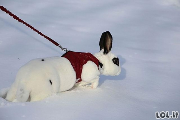 Smagiausios gyvūnų reakcijos į sniegą [GALERIJA]