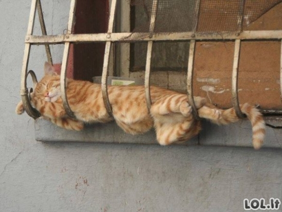 Katinai miega pačiose juokingiausiose pozicijose [GALERIJA]