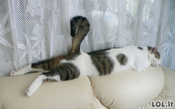 Katinai miega pačiose juokingiausiose pozicijose [GALERIJA]