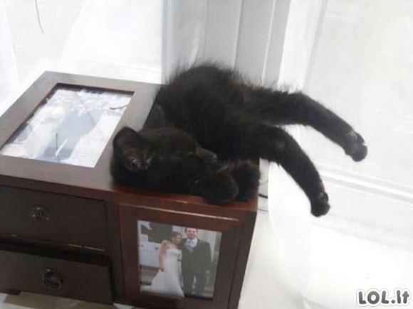 Katinai, miegantys keistose pozicijose [16 nuotraukų]