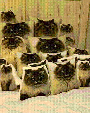 Katinas ir daugybė pagalvių