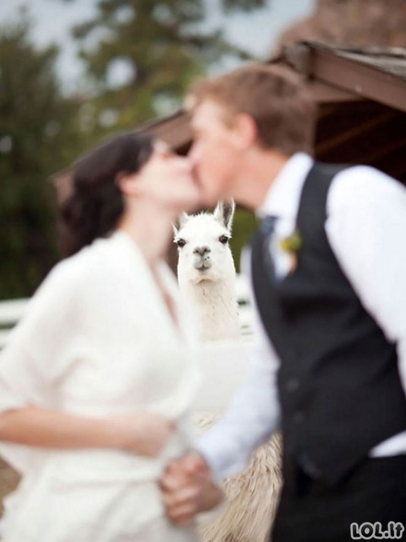 Linksmiausios vestuvinės nuotraukos
