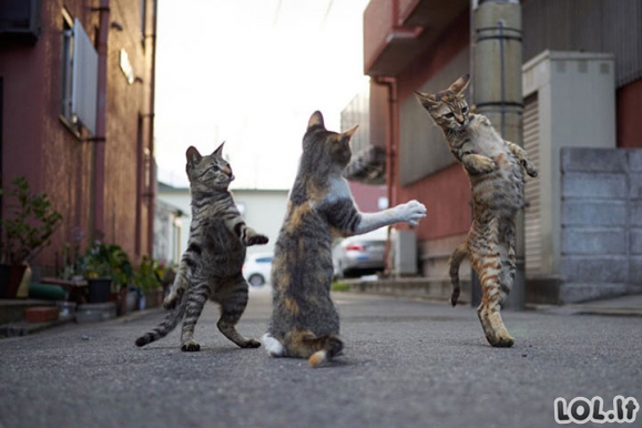 Kai katinai užsinori pašokti [GALERIJA]