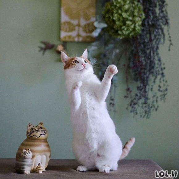 Kai katinai užsinori pašokti [GALERIJA]