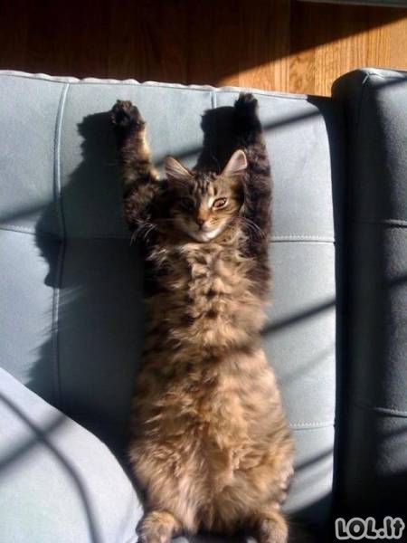 Katinai mėgaujasi saulės spinduliais [GALERIJA]