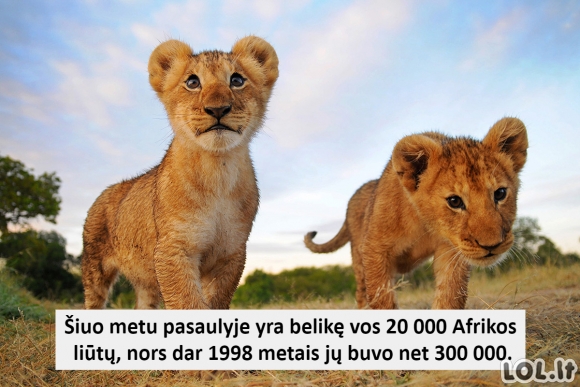 Faktas apie liūtus