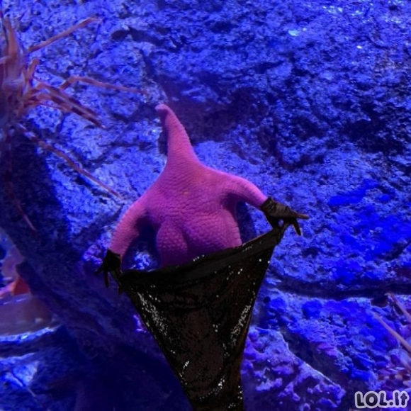 Jūrų žvaigždė, turinti Kardashian užpakaliuką ir jos fotošopai [GALERIJA]