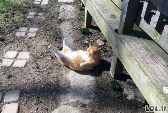 Katinai mėgaujasi saulės spinduliais [GALERIJA]