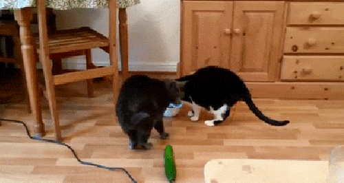 Panašu, jog katinai tikrai nemėgsta agurkų [GIF galerija]