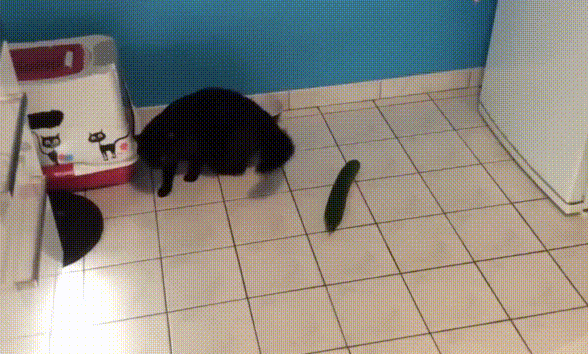 Panašu, jog katinai tikrai nemėgsta agurkų [GIF galerija]