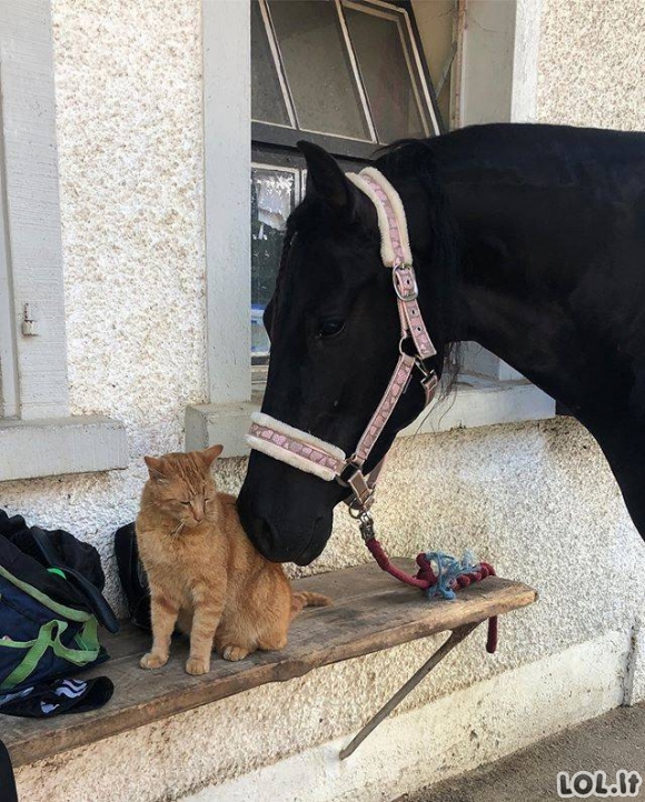 Gyvūnai gali išmokyti mus draugystės [GALERIJA]