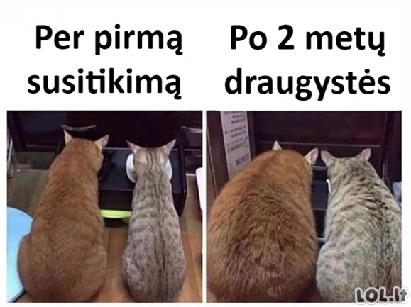 Sustorėjimas draugystės metu