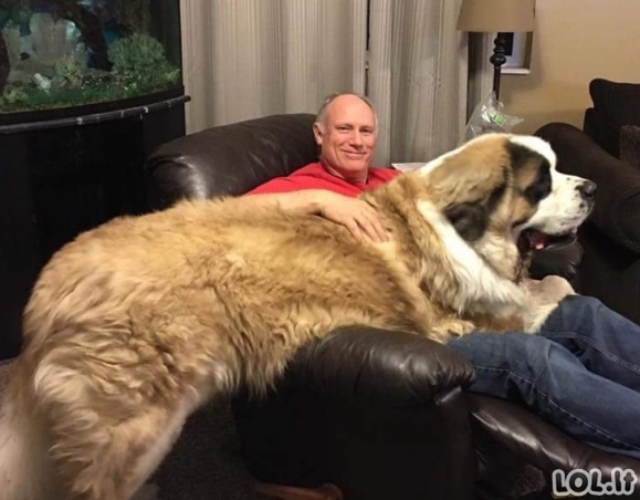 Šie šunys nė nenutuokia, kokie dideli jie yra, bet vis tiek prašosi ant kelių