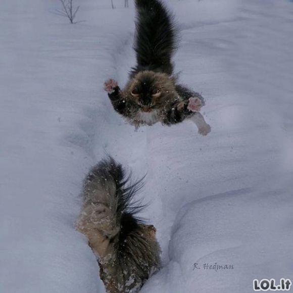 Suomiškos katės su įspūdingu kailiuku