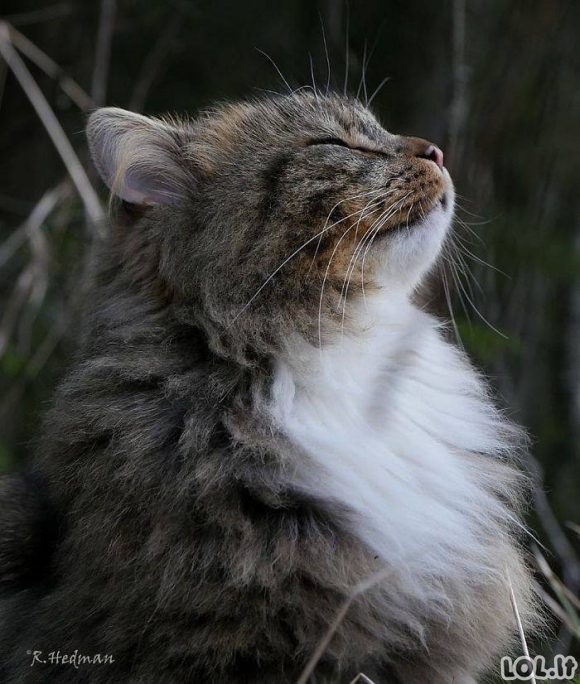 Suomiškos katės su įspūdingu kailiuku
