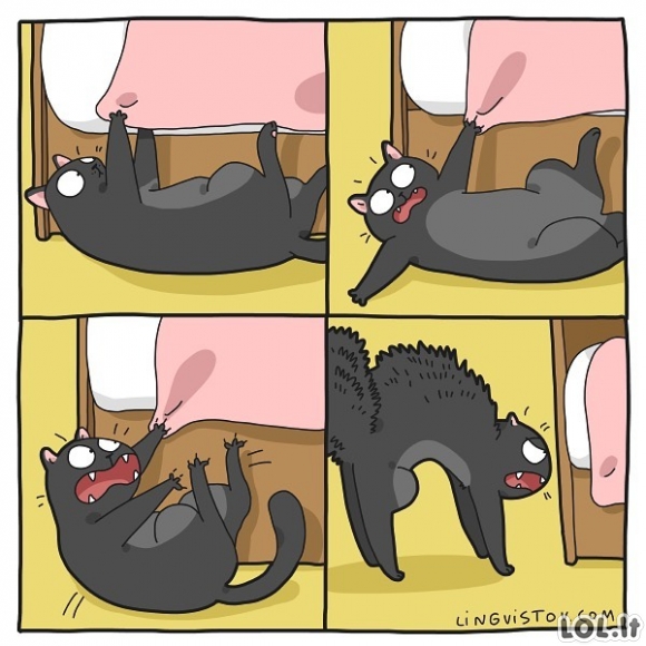 Išsigandęs katinas