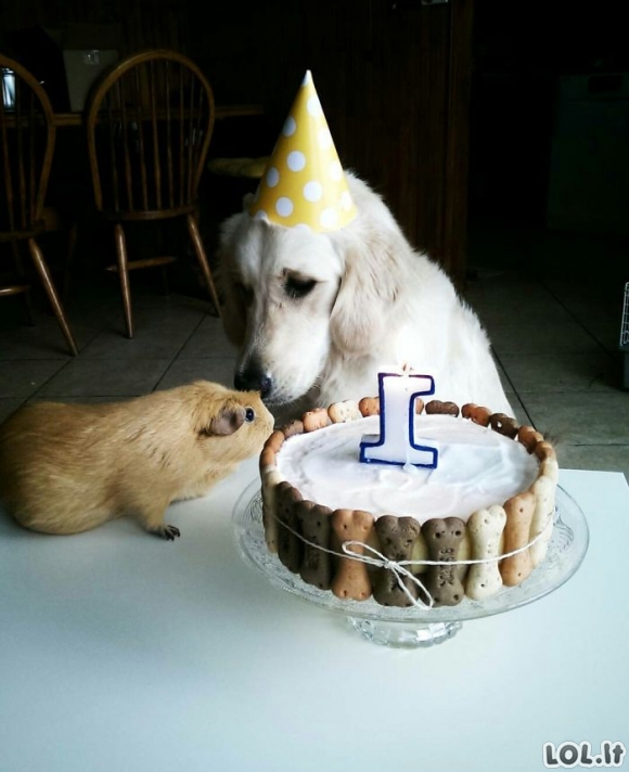 Gyvūnai, kurie turėjo smagesnį gimtadienį, nei tavo