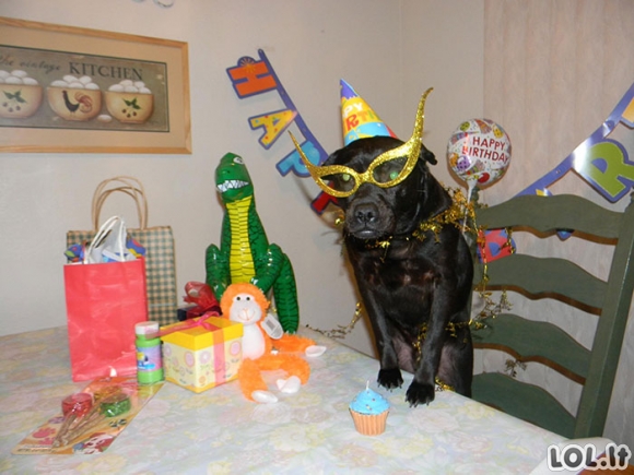 Gyvūnai, kurie turėjo geresnį gimtadienio vakarėlį, nei tu