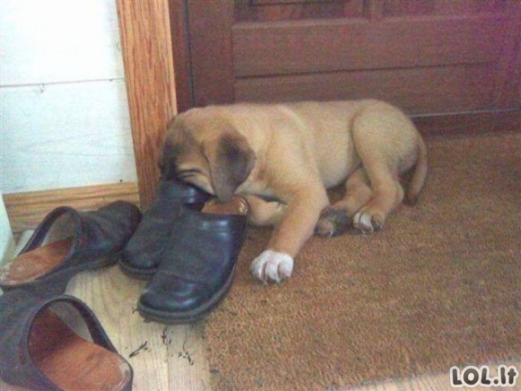 Šunys slepia snukučius batuose [GALERIJA]