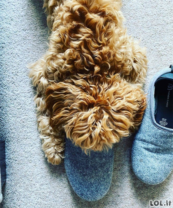 Šunys slepia snukučius batuose [GALERIJA]