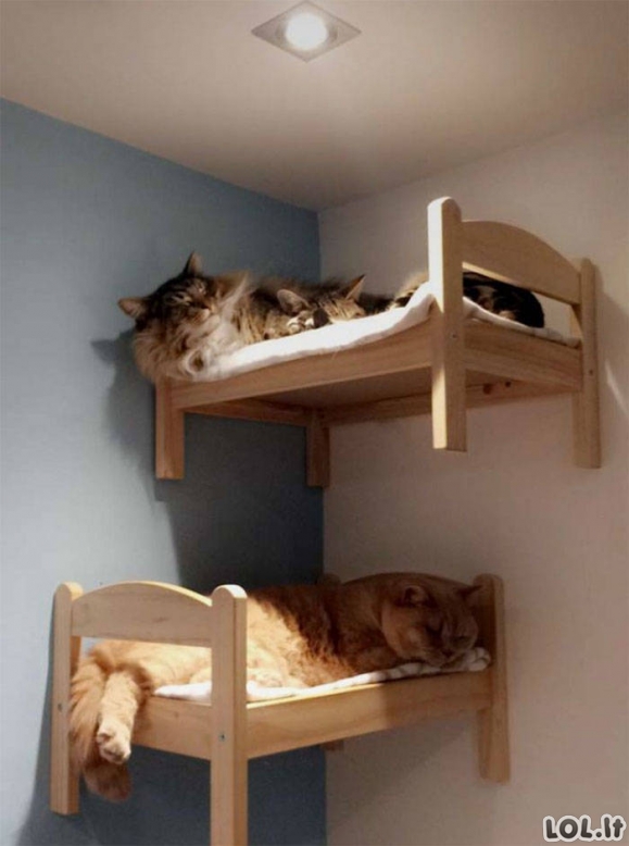 Katės lovytėse [GALERIJA]